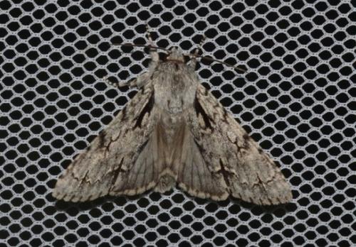 Réf. 231 500 : Acronicta cuspis